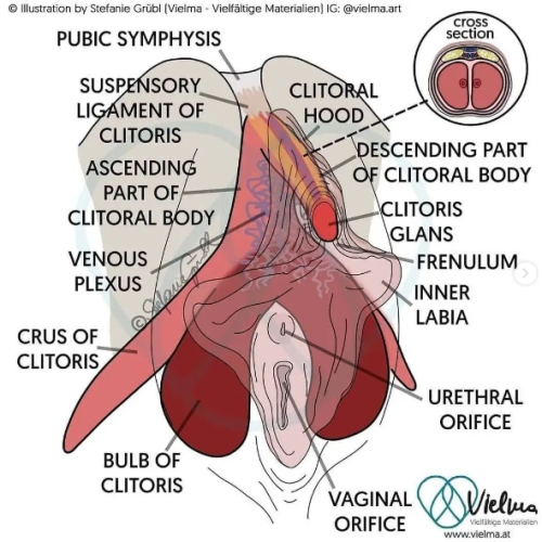 Klitoris Diagramm SEX ED Ebonywall De