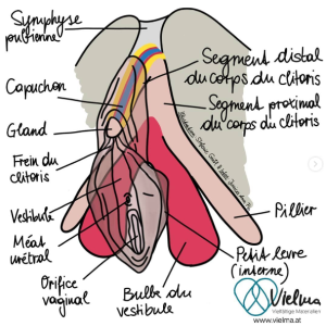 Sch Ma De Clitoris Sex Ed