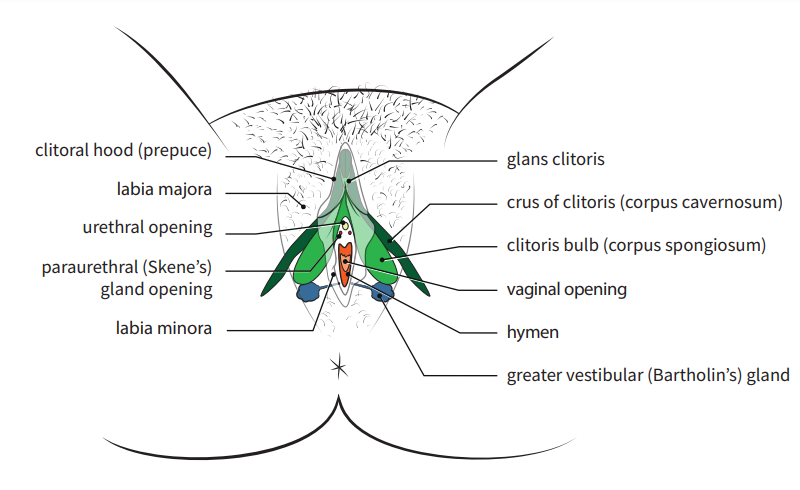 From University of Geneva, Science, Sex and identities program with the collaboration of Odile Fillod, Anatomical charts