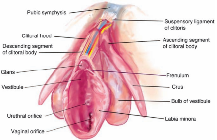 From the article Anatomical Dissection of the Dorsal Nerve of the Clitoris, by Joseph A. Kelling, MD; Cameron R.