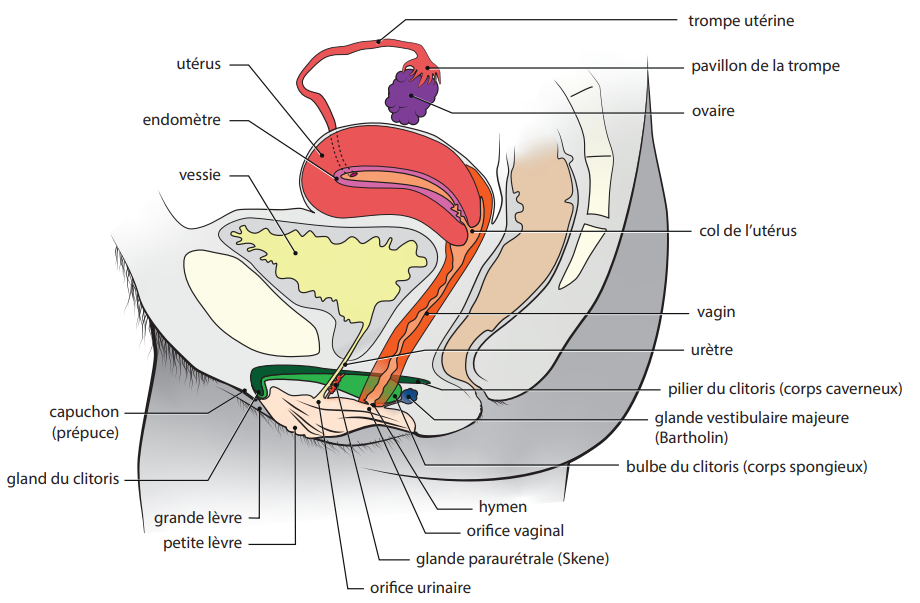 Université de Genève, Programme Sciences, Sexes et Identités avec la collaboration de Odile Fillod, Planche anatomique coupe sagittale