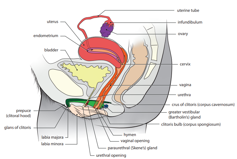 From University of Geneva, Science, Sex and identities program with the collaboration of Odile Fillod, Anatomical charts