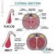 Clitoris Diagram - SEX-ED