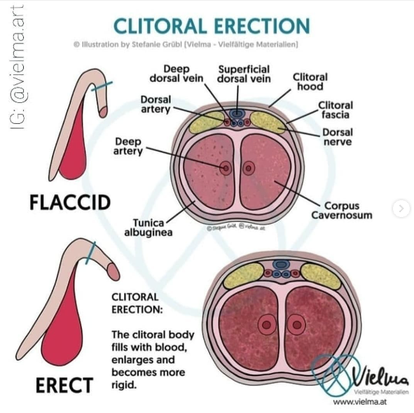 From Stefanie Grubl, Vielma, anatomical charts