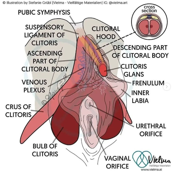 From Stefanie Grubl, Vielma, anatomical charts