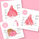 Clitoris Diagram - SEX-ED