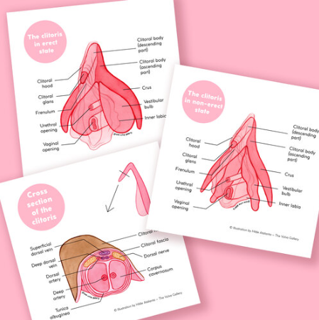 From Hilde Sam Atalanta, The Vulva Gallery, Vulva Anatomy Education Set