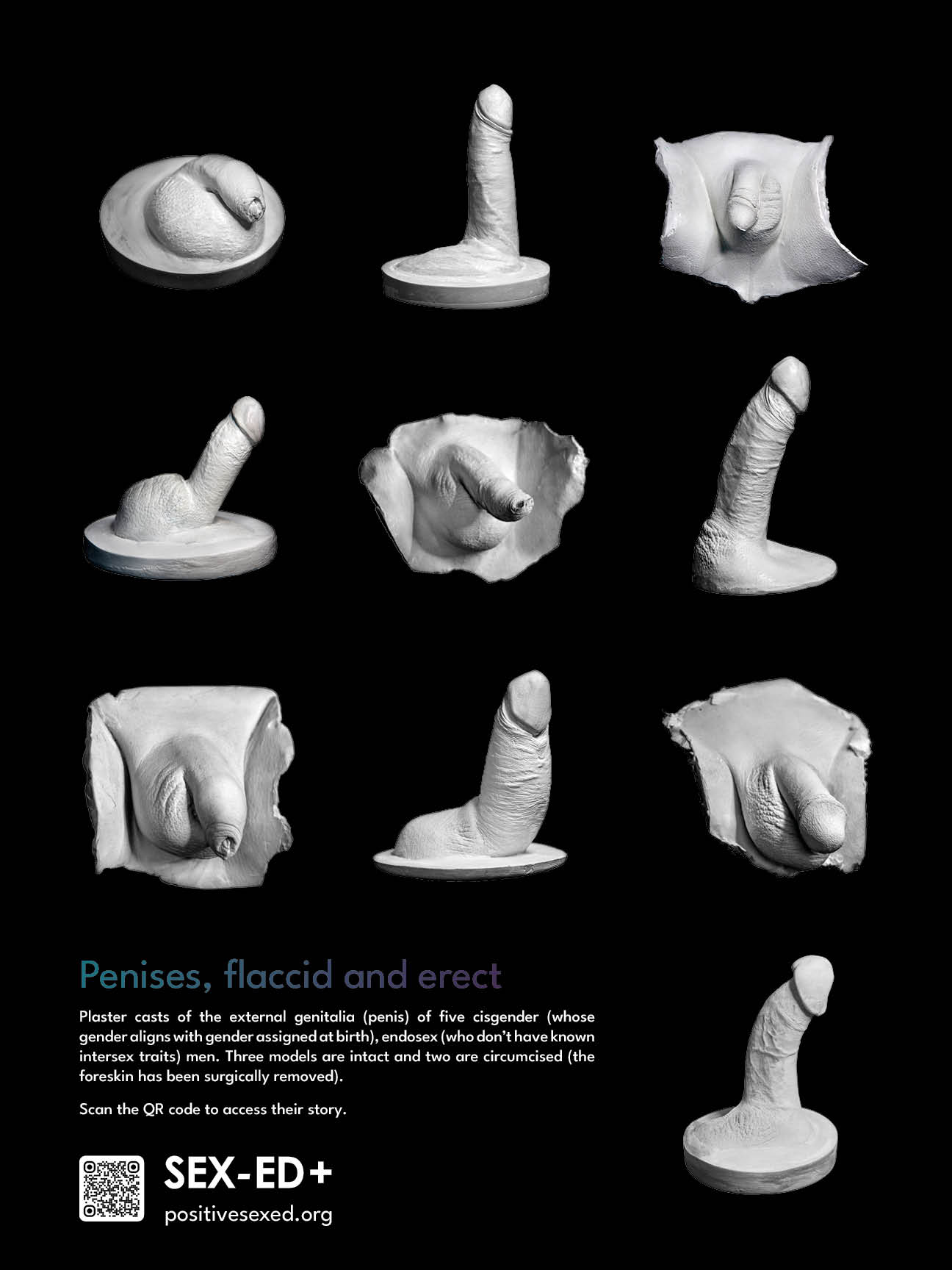 Poster penises, flaccid and erect. 5 models (24/18 inches - 61/46cm)