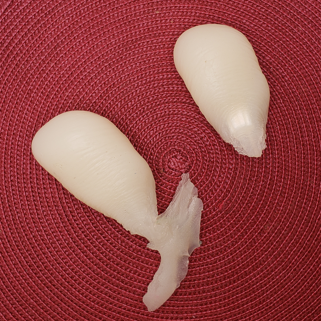 Original vagina cast